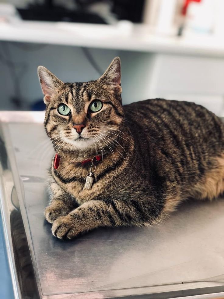 AirdropGemsx's tweet photo. @DogeFamNFT my cat https://t.co/ikjqVrVIHB