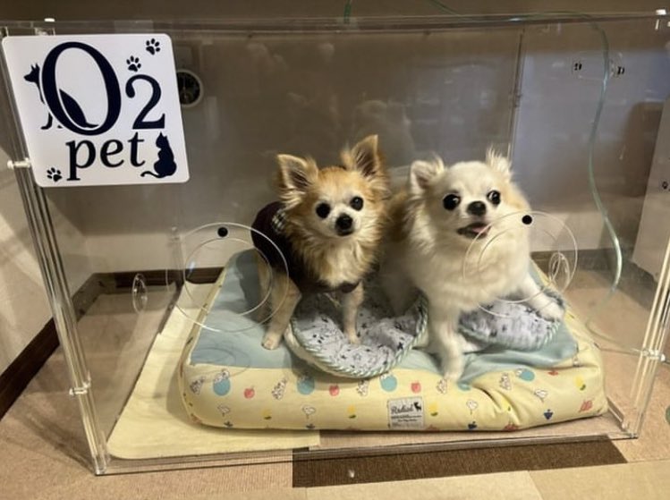 ペット用酸素室「O2 Pet」オーツーペット 酸素ボックス 酸素ケージ O2
