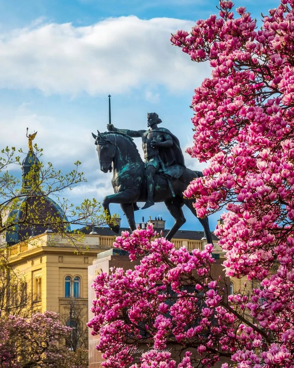 Croatia_hr's tweet photo. King 👑and Magnolia 🌸
📷 by milan_z81
The most Instagrammable spot in Zagreb!
#VisitZagreb #Croatia #SpringIsComing https://t.co/oLJljI0yed