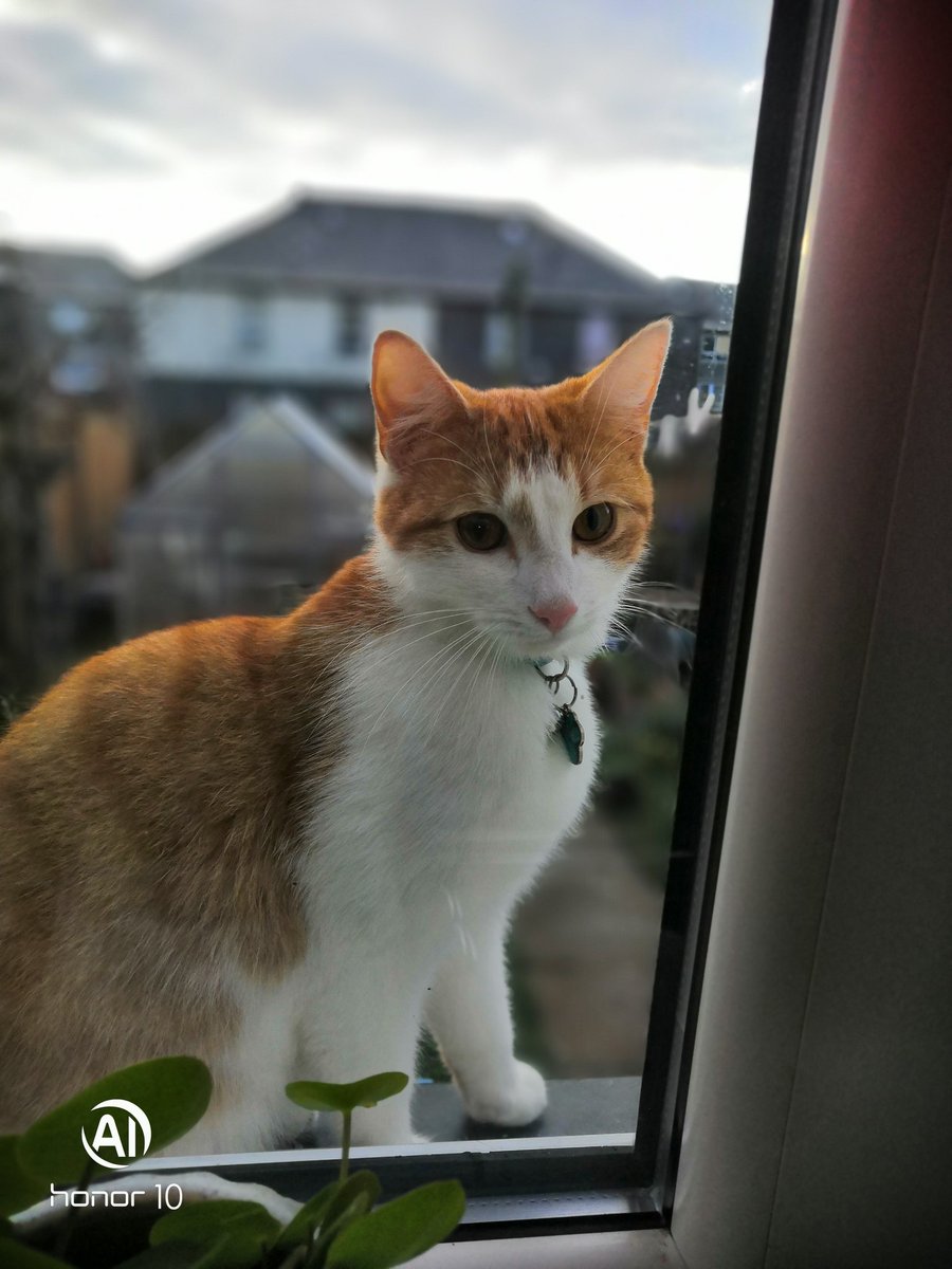 A morning visitor,my cats are not impressed,sun  breaking thro the clouds, and the greenhouse has been stuck back together, how to get the soil from the front to the back without me touching them, this is the problem, so im off to find a willing helper, or bribe a nephew  🧙‍♀️
