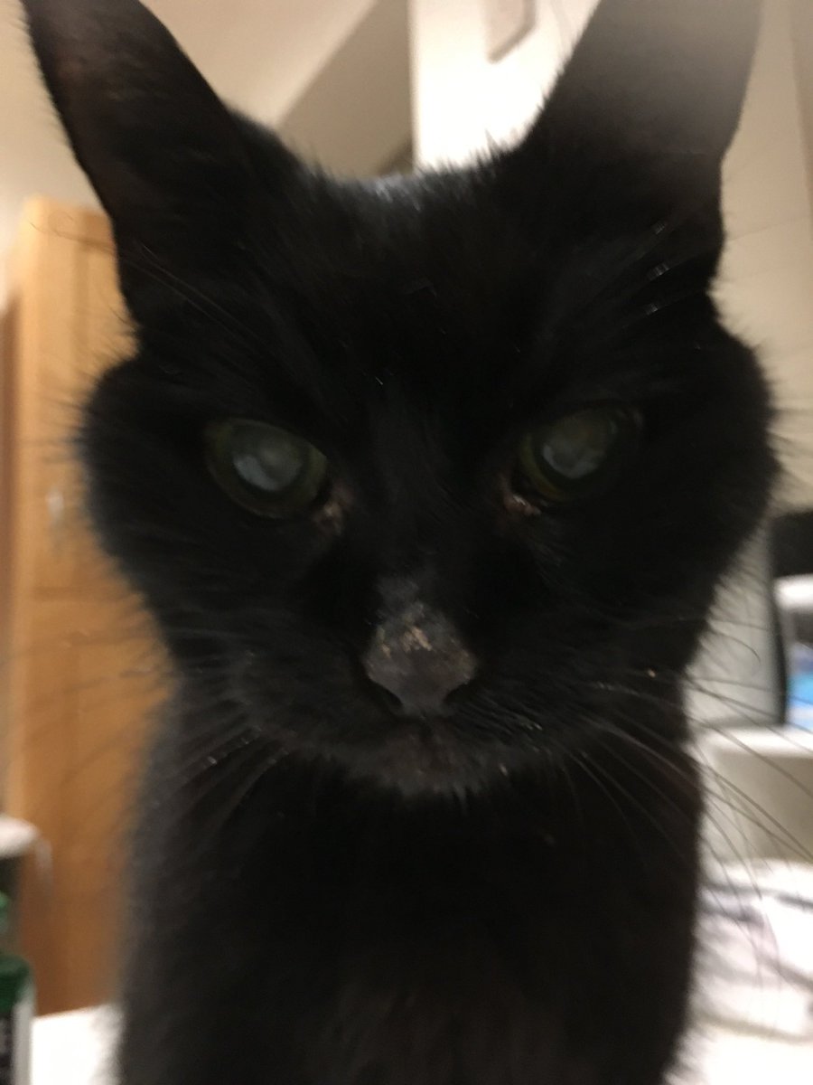 IndyCatBear tweet media