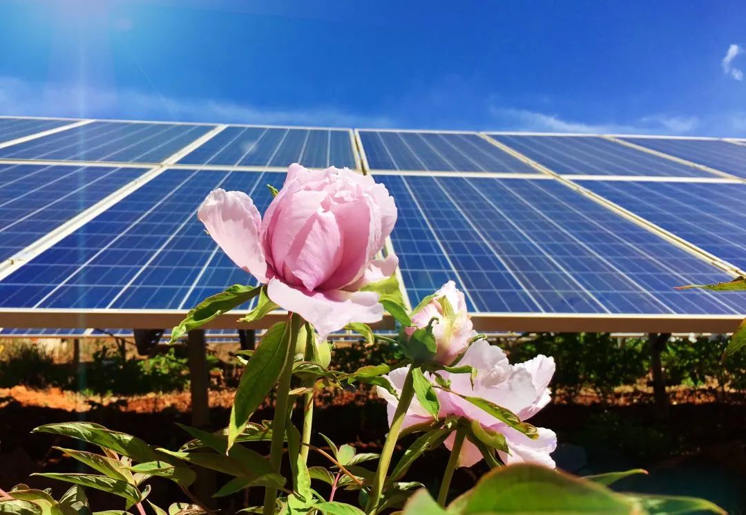 China_Datang's tweet image. As #spring arrives, everything is coming back to life, with vibrant flowers and lush trees. CDT’s projects embrace picturesque #springscenery as well. Let’s appreciate the stunning view together.