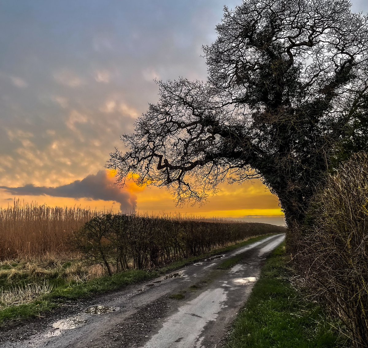 Oak tree and clouds #thicktrunktuesday #TreeClub #powerStation #Yorkshire #countryLane #sunset