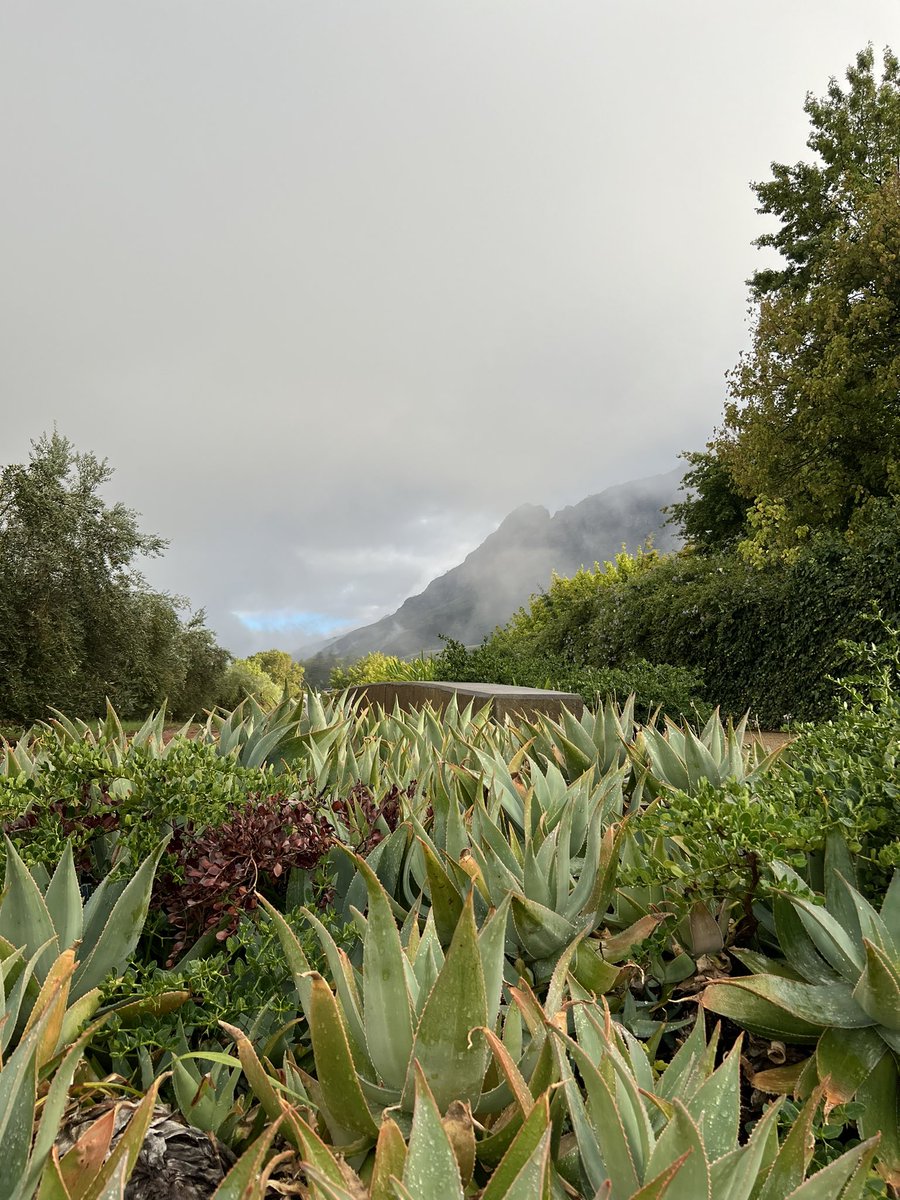Tokara Wine & Olive Farm tweet media