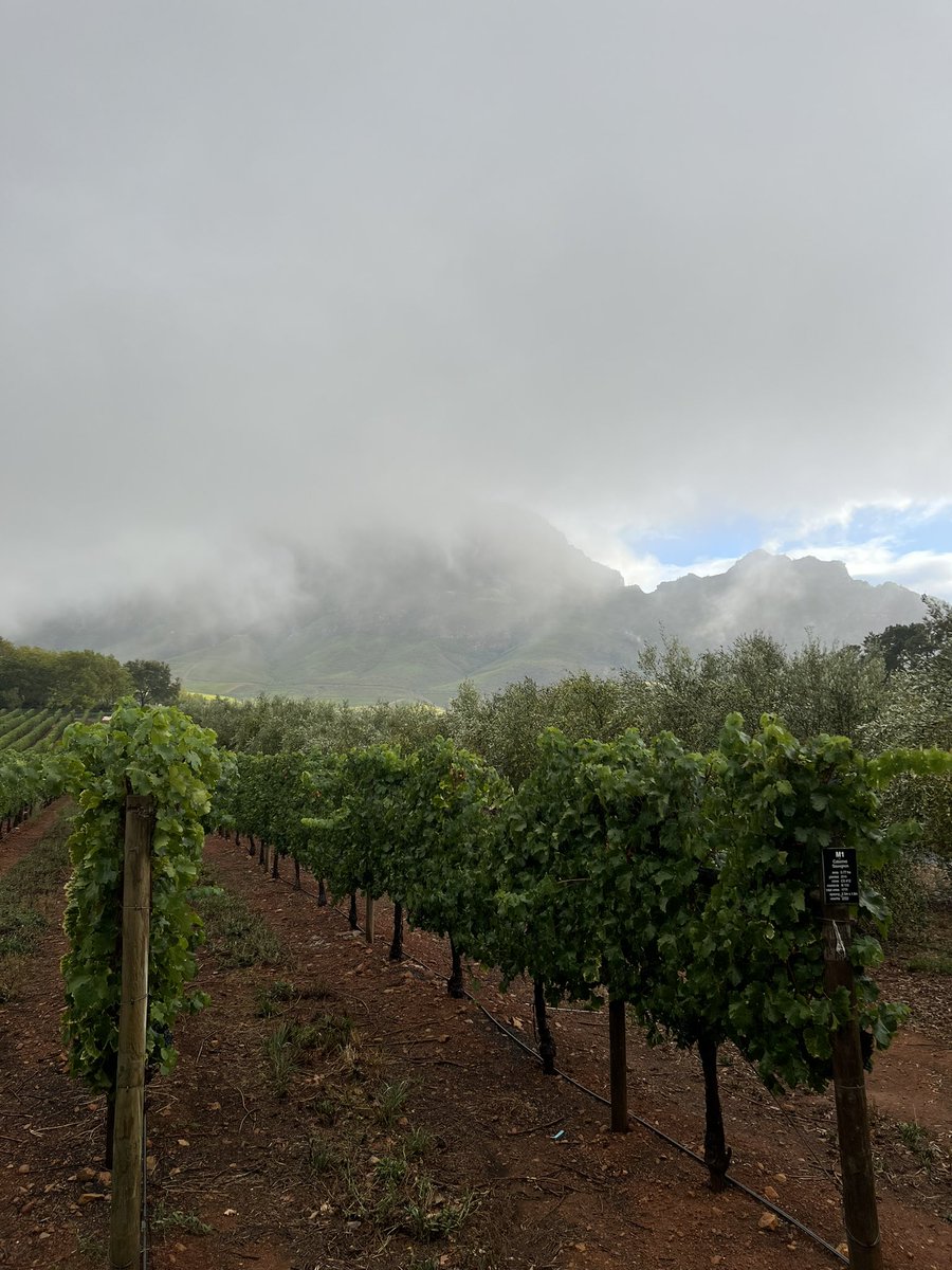 Tokara Wine & Olive Farm tweet media