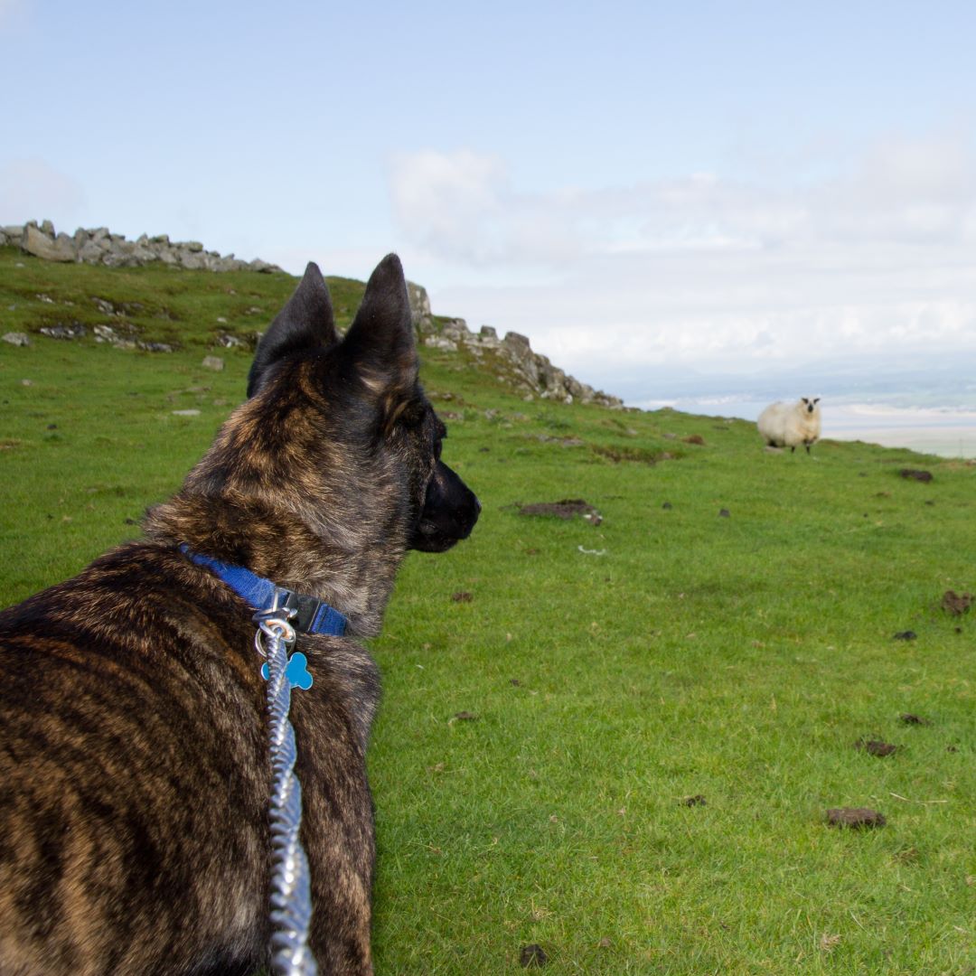 Anger. Distress. Shock. 😲

These are some of the emotions farmers feel after a #SheepWorrying incident involving dogs.

Support farmers by keeping your distance from sheep and ensuring dogs are on a lead.

Get more advice from <a href="/natsheep/">National Sheep Association</a> nationalsheep.org.uk/for-the-public… #LeadOn
