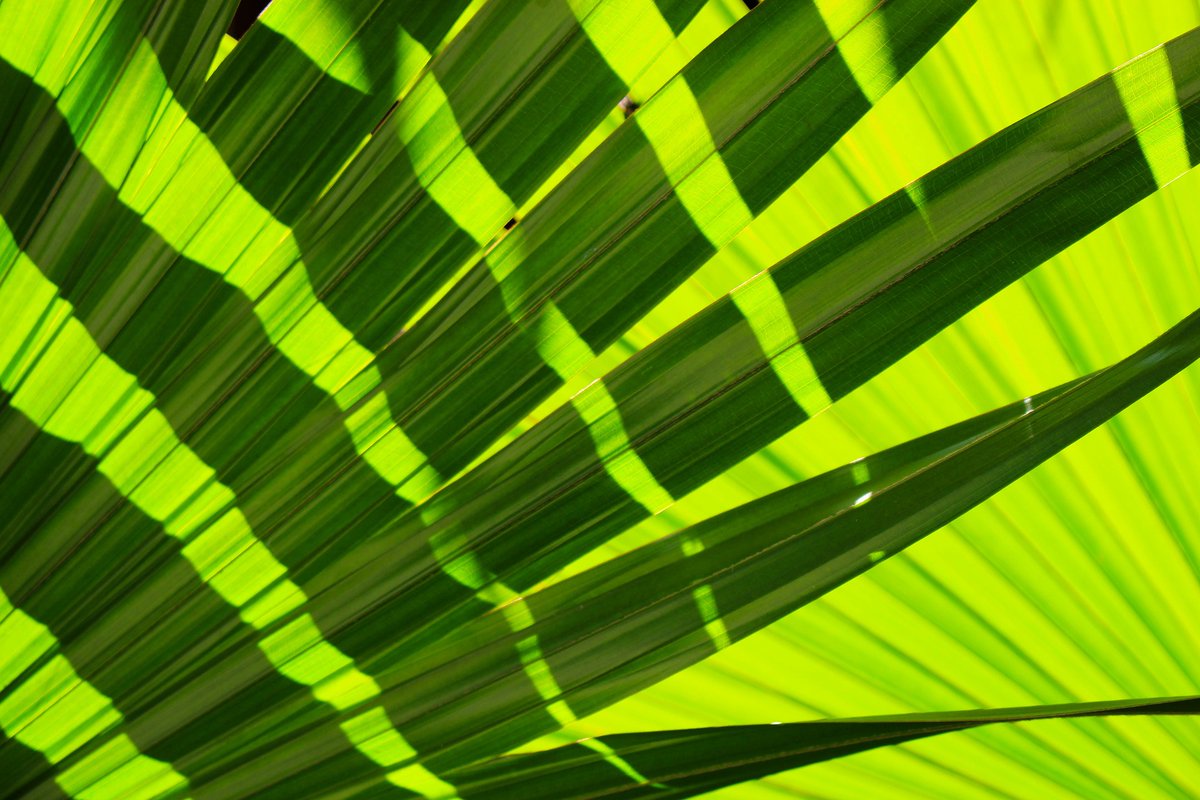 In the latest UKRI bulletin:

🌺 Botanical gardens can cool urban air during heatwaves
🦋 How solar parks can help bees and butterflies
💧 Mathematicians discover how to stop sloshing

Read and subscribe: orlo.uk/zmSQp