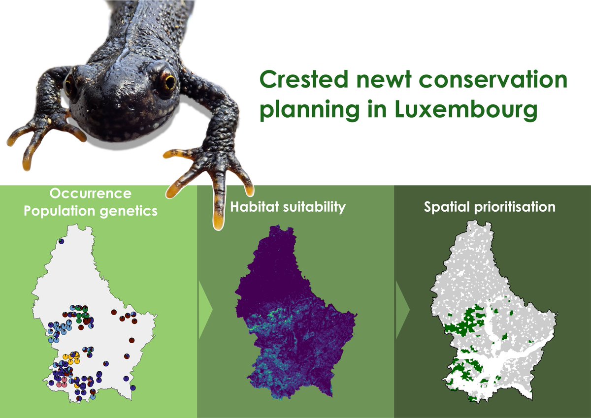 💧 This multidisciplinary study integrates #genetics and #habitat modeling + identifies key sites for conservation for the crested #newt in Luxembourg

Find out more here: besjournals.onlinelibrary.wiley.com/doi/full/10.10…

#ResearchLuxembourg @MNHNLzoology @LIST_Luxembourg