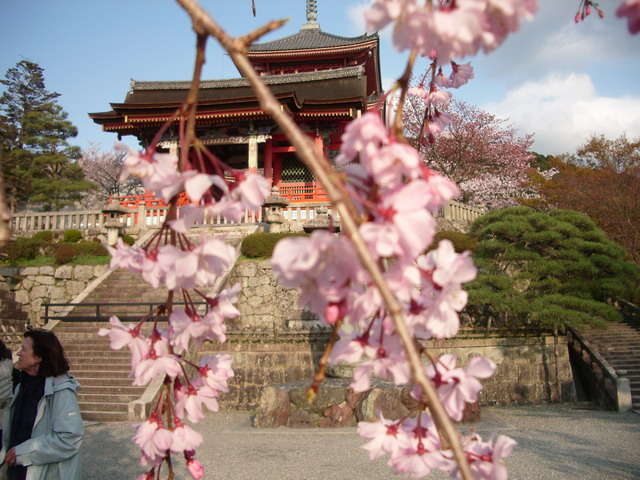 thinkeventsplan's tweet photo. It's about to be the Sakura season AKA Cherry BLOSSOM Season in #Japan Are you ready??

#cherryblossom #SAKURA #travel #japanese #japantravel #tokyo https://t.co/E5gyVnS0bS