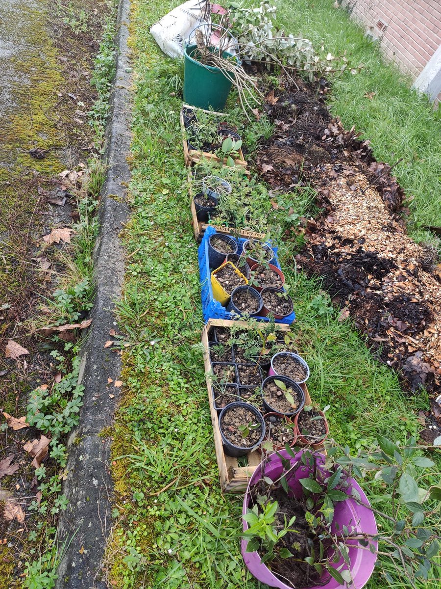 PannebP's tweet photo. Préparation du printemps @LycUrbainVitry
Utilisation du compost, préparation du paillage et première livraison de plantes 
Jardinage avec les éco délégués et élèves du DILP
@eddtoulouse @chescartin @Occitanie @MostafaFourar https://t.co/XBIL45fYpk