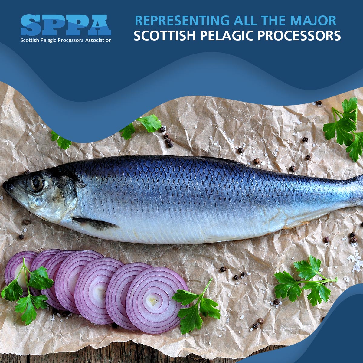ScotsPelagic's tweet image. Scottish mackerel and herring are sustainably caught, taste great and are inexpensive compared to most other proteins, representing excellent value for money

scotspelagicprocessors.com

#mackerel #herring