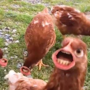 TIME TO LOAD SOME FEEEEDDSS!!!

CLUCK CLUCK CLUCK