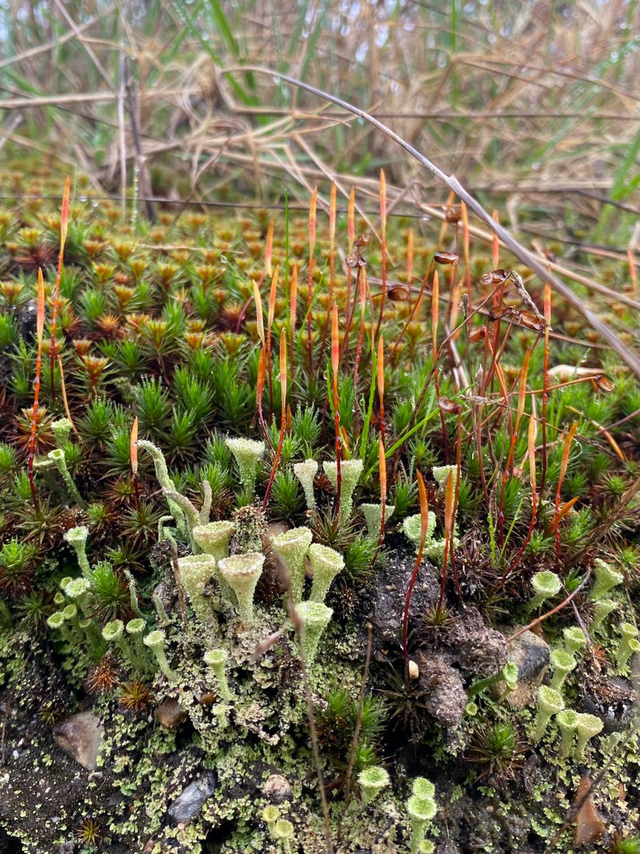 During a visit to Hundred Acre Piece, Education & Environment Officer Dr Liz Mattison spotted Pixie Cup lichen which gets its name from its tiny goblet-shaped form. Download the app, Seek by iNaturalist & use your phone camera to learn about plants & lichens when out & about!