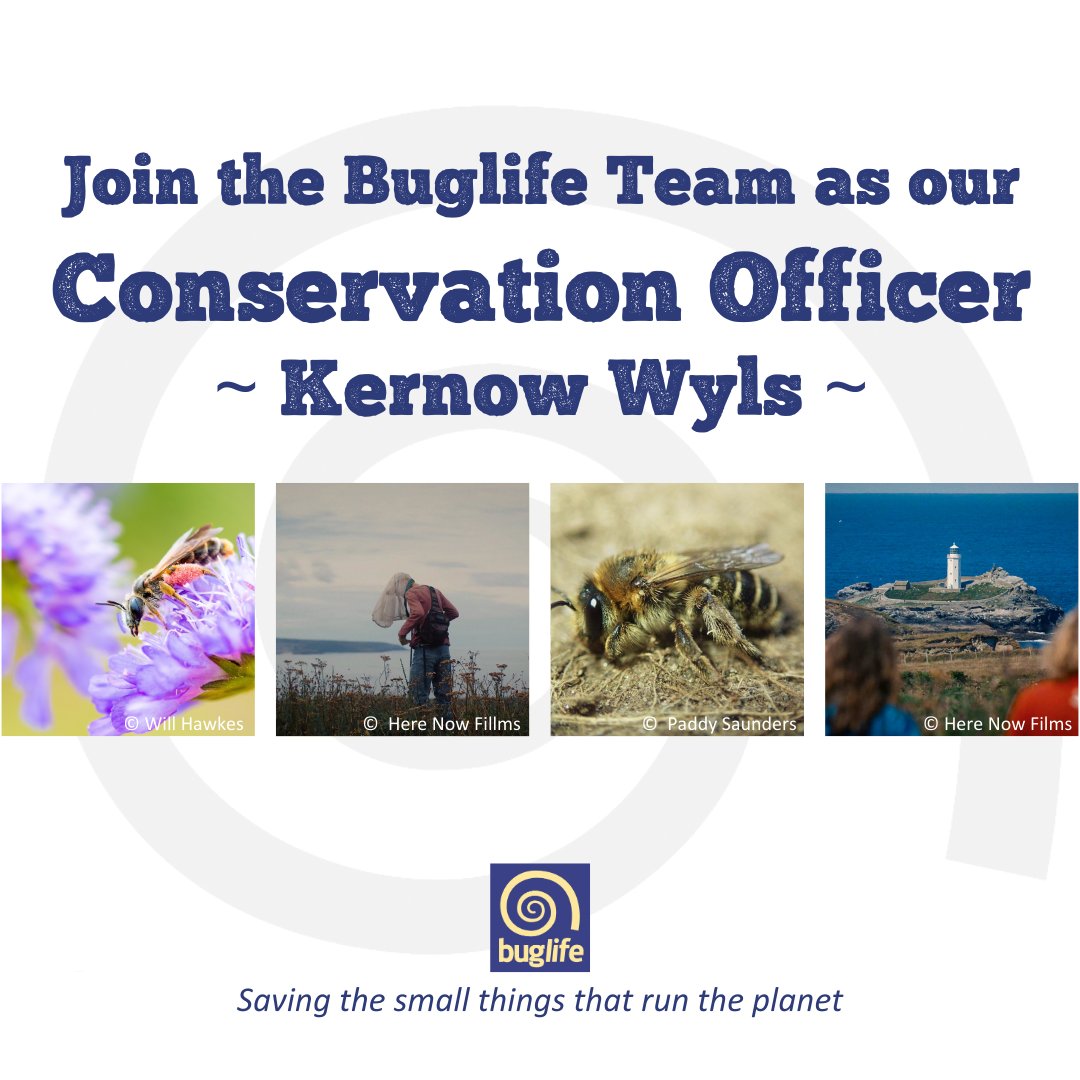 Buzz_dont_tweet's tweet image. 🎉#GoolPeranLowen!🎉

Happy St Piran's Day! Today we're celebrating our wildlife &amp;amp; work across #Cornwall &amp;amp; what better way to do that than by introducing a new project?

🤔Could you be our #KernowWyls: People for Pollinators Conservation Officer?
👇
buglife.org.uk/job/conservati…

🧵