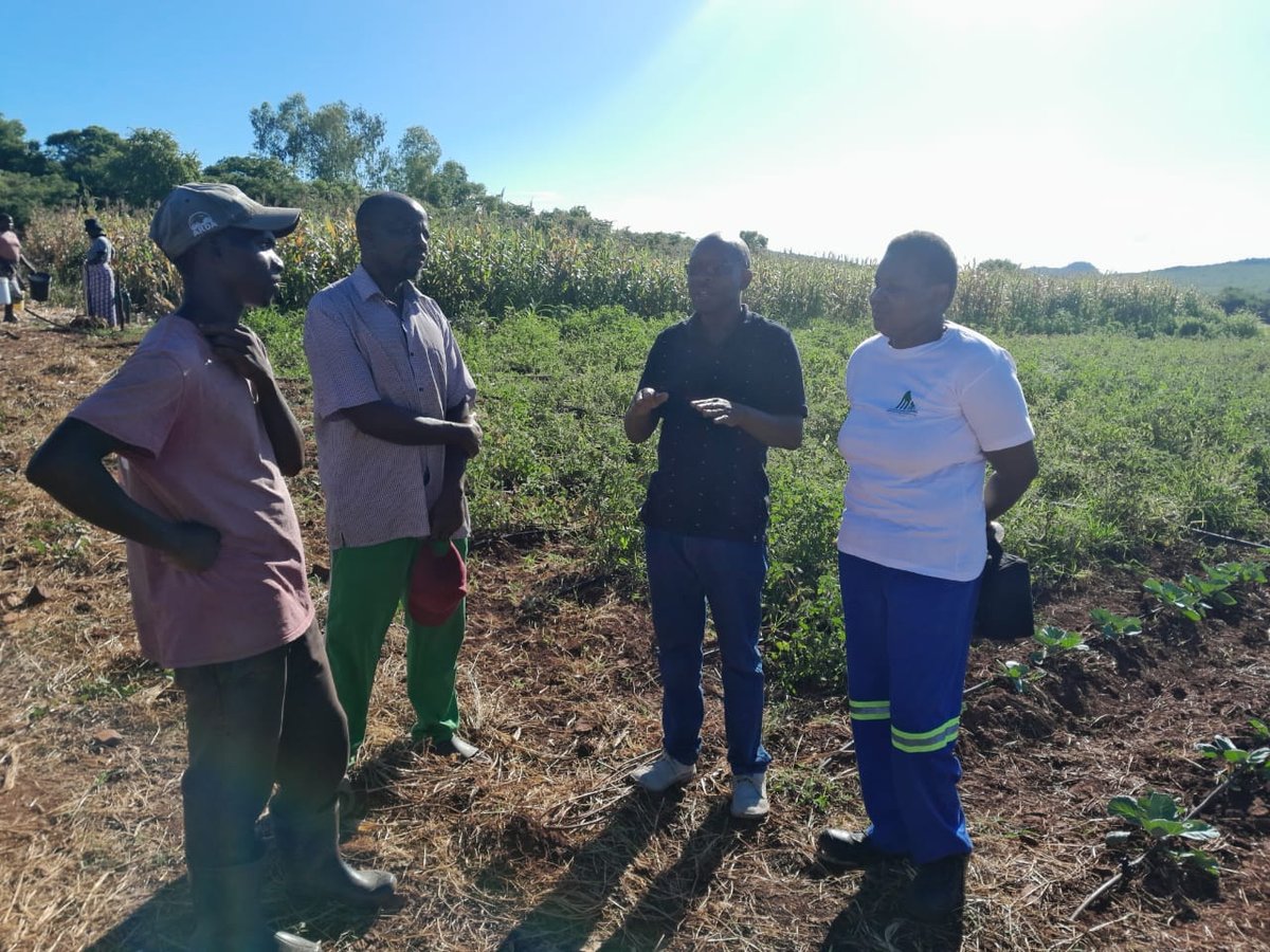 Zunde is one of many thriving VBUs in Mash Central.  The VBU, which has 66 members, has horticulture section where tomatoes and cabbages are grown. In addition, there is also a fisheries project loaded with near mature fish almost ready for the market.

sundaymail.co.zw/giving-village…