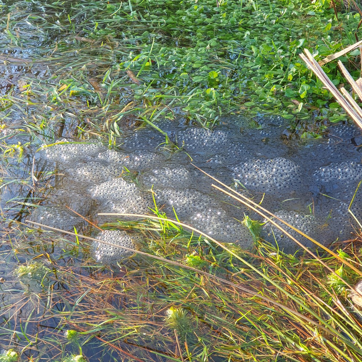 tairseach's tweet photo. The pond in our conservation area, which channels an ancient stream from its nearby source, has long been a source of delight. Frogspawn this week is a beautiful validation of our work, and of the environmental renewal that remains within reach. (Frog image: @lamblittle_) https://t.co/QVOoQkJzbf