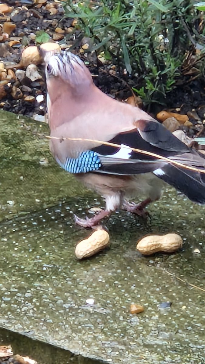 Jay in the rain