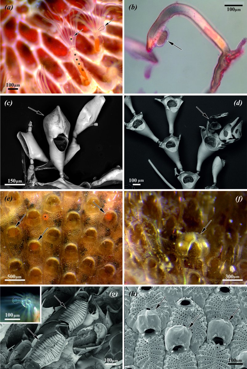 Andrea Waeschenbach (@bryoevolution) on Twitter photo Everything you’ve ever wanted to know about bryozoan reproduction at this #ProcB seminar chaired by <a href="/JordiPaps/">Jordi Paps</a> <a href="/LeverhulmeTrust/">The Leverhulme Trust</a> <a href="/heather_eGrant/">Heather Grant</a> <a href="/drhelenljenkins/">Helen Jenkins</a> <a href="/lmanzoni/">Leandro M. Vieira</a> <a href="/AbbyOtago/">DrAbbySmithOtago</a> <a href="/JoanneSPorter/">Professor Joanne Porter</a> <a href="/Dr_Flo_MB/">Wayne Florence</a> <a href="/DennisG21518341/">Dennis Gordon</a> cassyni.com/events/CqeE3rB… Everything you’ve ever wanted to know about bryozoan reproduction at this #ProcB seminar chaired by <a href="/JordiPaps/">Jordi Paps</a> <a href="/LeverhulmeTrust/">The Leverhulme Trust</a> <a href="/heather_eGrant/">Heather Grant</a> <a href="/drhelenljenkins/">Helen Jenkins</a> <a href="/lmanzoni/">Leandro M. Vieira</a> <a href="/AbbyOtago/">DrAbbySmithOtago</a> <a href="/JoanneSPorter/">Professor Joanne Porter</a> <a href="/Dr_Flo_MB/">Wayne Florence</a> <a href="/DennisG21518341/">Dennis Gordon</a> cassyni.com/events/CqeE3rB…