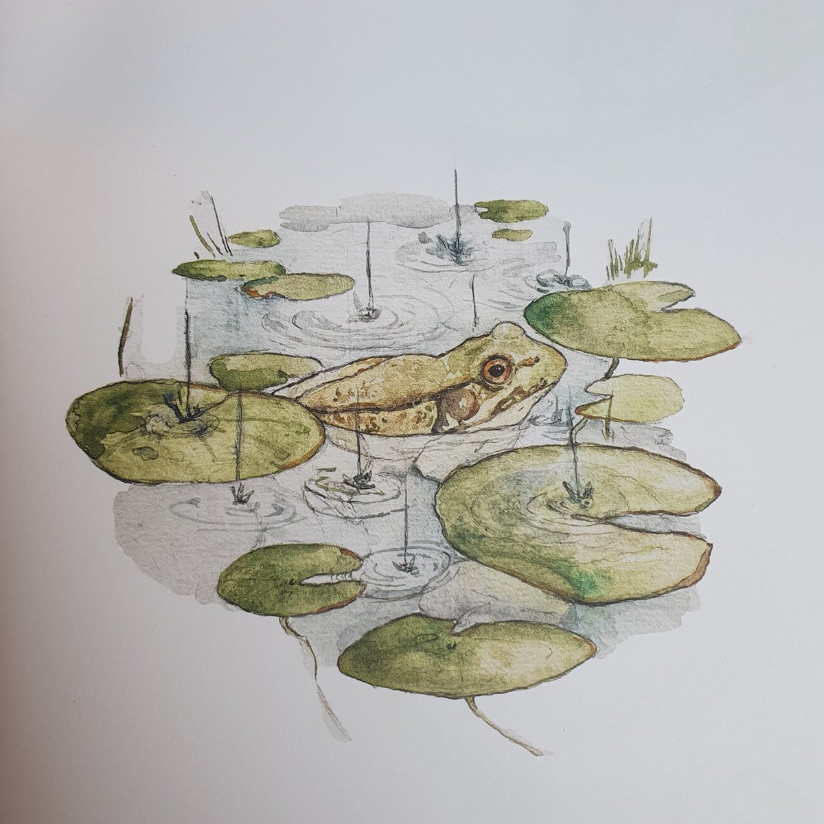 An Tairseach Organic Farm Shop & Ecology Centre (@tairseach) on Twitter photo The pond in our conservation area, which channels an ancient stream from its nearby source, has long been a source of delight. Frogspawn this week is a beautiful validation of our work, and of the environmental renewal that remains within reach. (Frog image: <a href="/lamblittle_/">Jane Carkill</a>) The pond in our conservation area, which channels an ancient stream from its nearby source, has long been a source of delight. Frogspawn this week is a beautiful validation of our work, and of the environmental renewal that remains within reach. (Frog image: <a href="/lamblittle_/">Jane Carkill</a>)