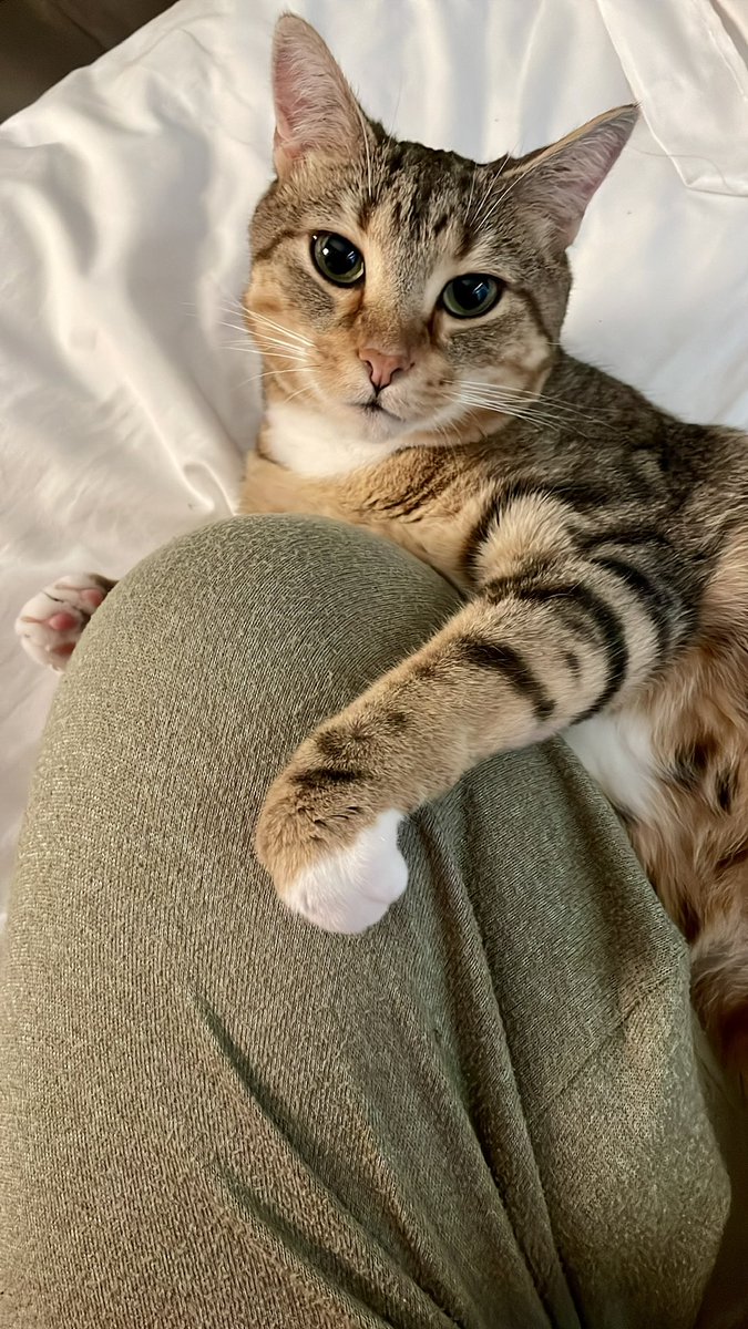 k_talts's tweet photo. a happy 4th birthday to my loving, silly harper. can’t believe how fast time goes 🥹💜😸 (1/2) https://t.co/0wbmv0PH18