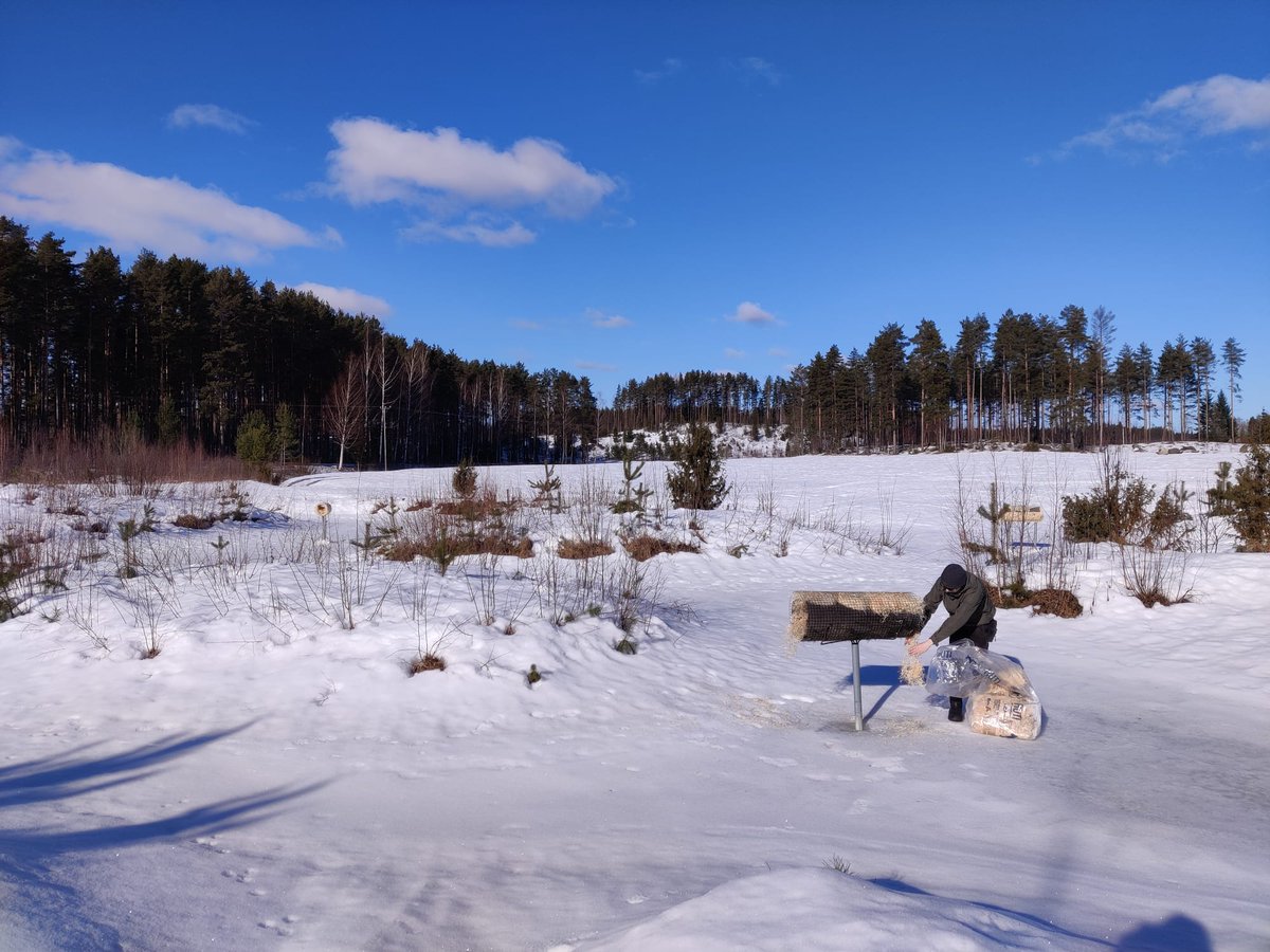Vesilintujen pesintäpaikkojen lisääminen on jatkunut tänäkin talvena vesiensuojelukosteikoilla Etelä-Karjalassa. Kevättä odotellessa! 🦆💙 #vesmo #kuuksene #jänky