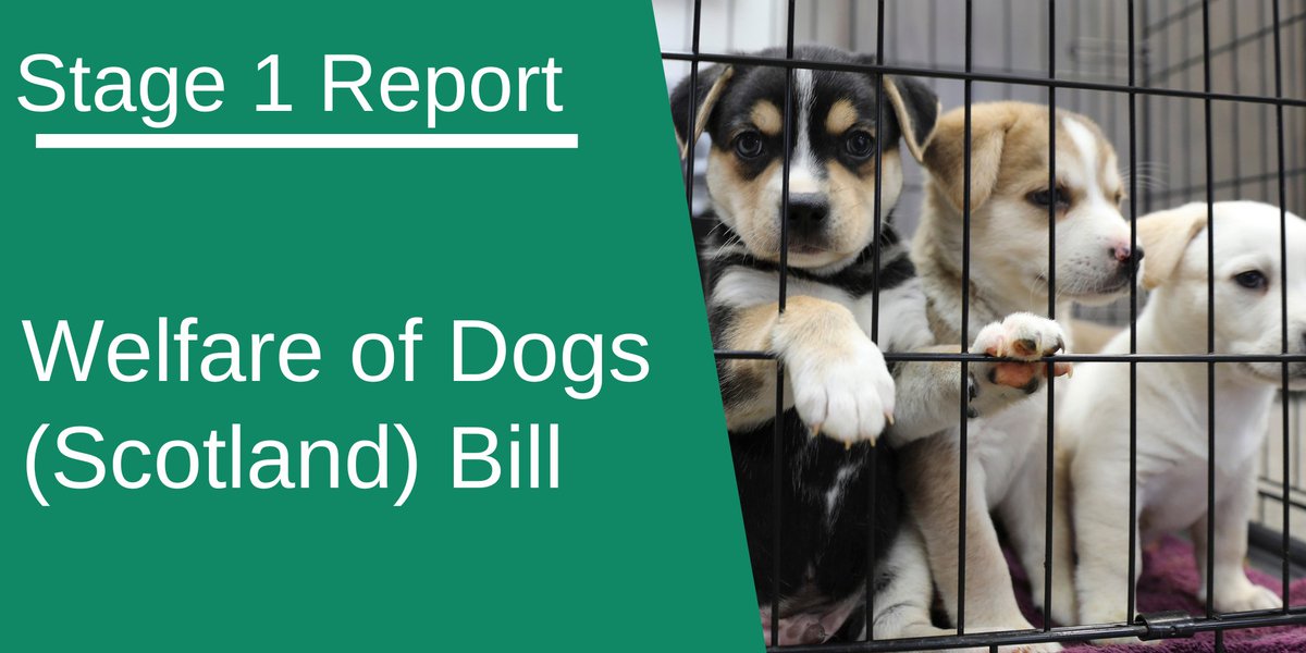 🐶 NEW REPORT 🐶 We've published our report on the Welfare of Dogs (Scotland) Bill at stage 1. We say 👇 Further regulation of the process for buying dogs should be welcomed. Press release 👉ow.ly/h5eC50QLmN5 Report 👉ow.ly/vsEW50QLmrr