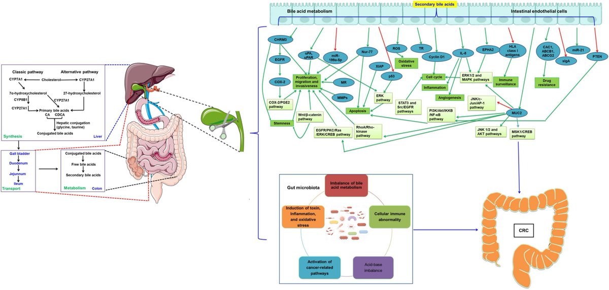 Cholecystectomy promotes the development of colorectal #cancer by the alternation of #bileacid metabolism and the gut #microbiota
frontiersin.org/articles/10.33…