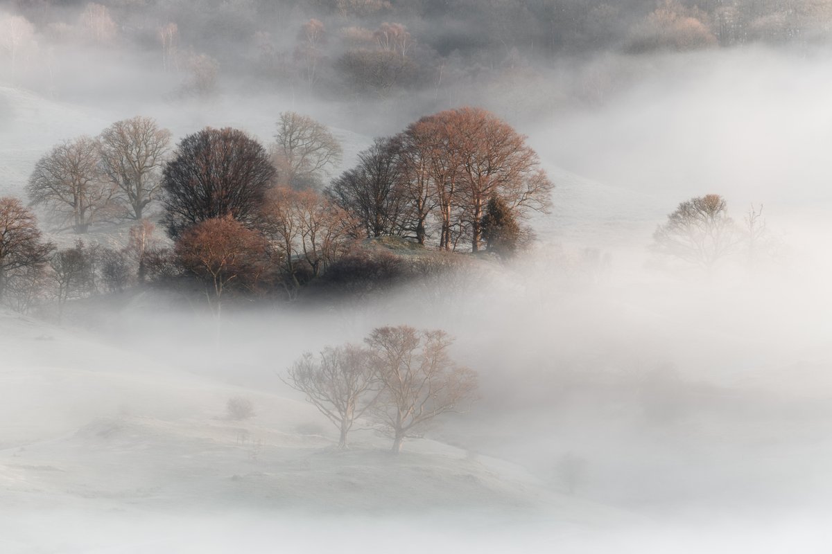 Trees appearing through the early morning mist. #LakeDistrict @lakedistrictnpa @LakesCumbria @PictureCumbria @CumbriaWeather @OPOTY @golakes @TheLakesGuide @hiddencumbria @ShowcaseCumbria #OPOTY #rpslandscape #TheLakelanders #PhotoRippin