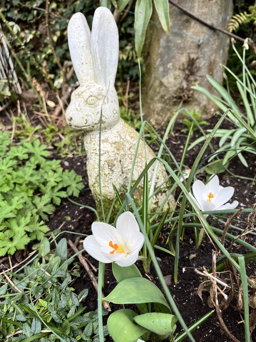 Milhart66Ken's tweet photo. Good morning everyone. It’s another fine, bright one here I’m pleased to report. Here’s some Jeanne D’Arc crocuses flowering in my white border yesterday. Have a great day all. #GardeningTwitter #GardeningX https://t.co/PcWkPZdKk4
