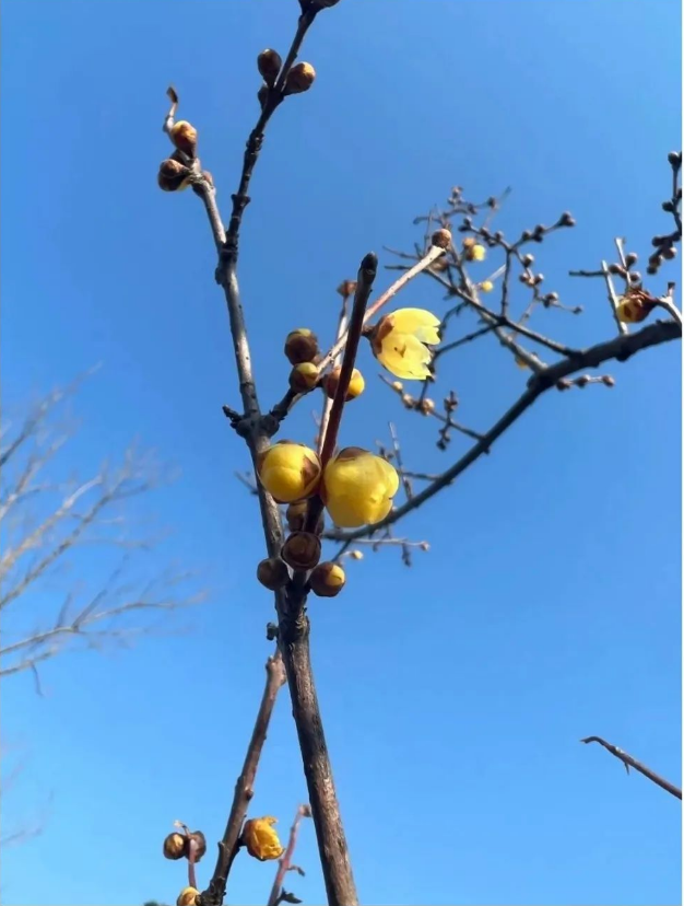 LinyiOfficial's tweet photo. Today marks #Jingzhe, the third solar term in the Chinese calendar. In #Linyi, spring blossoms paint a vibrant picture, signaling new beginnings and boundless vitality. #SpringinLinyi https://t.co/DTJZNnGZyn
