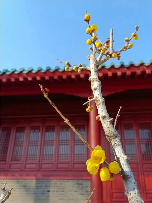 LinyiOfficial's tweet photo. Today marks #Jingzhe, the third solar term in the Chinese calendar. In #Linyi, spring blossoms paint a vibrant picture, signaling new beginnings and boundless vitality. #SpringinLinyi https://t.co/DTJZNnGZyn