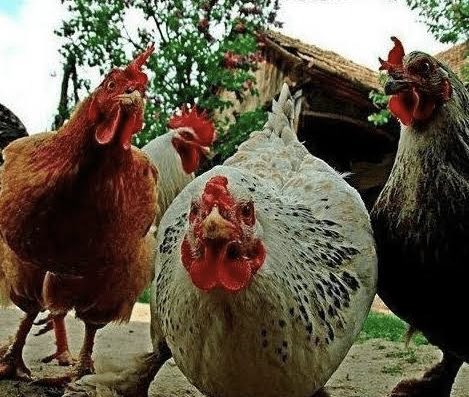 Hey you! Yes you! We know that you are the one who keeps on buying🐔

Cluck cluck cluck

$CHICKEN $BONK $SOL $MYRO $WIF $PEPE $TRUMP

#ChickenOnSol
#EveryoneLovesChicken
#ChickenIsEverywhere