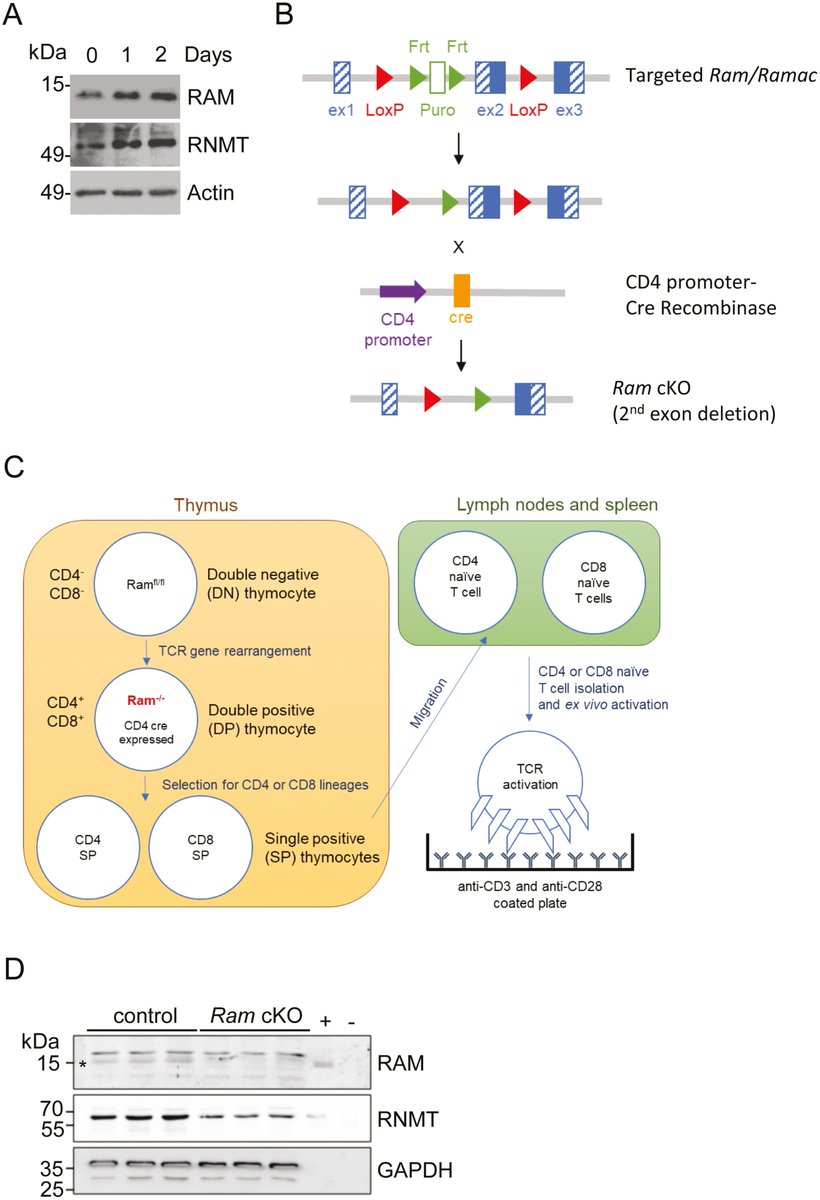 discovimmunol's tweet photo. Investigating the role of RAM in #Tcell activation🅰

Katarzyna Knop et al. @CRUK_SI carried out gene deletion experiments highlighting RAM's pivotal role in RNA cap formation, gene expression &amp; #CD4 T cell growth &amp; proliferation 👉https://t.co/gsYZKMDcgq https://t.co/0cuvCtncdA