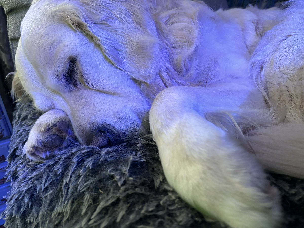 No mum I think it’s too early for any movement….. however please do give me a wake up call if food is involved 😴 🥘 #goldenretriever #dog #dogislove