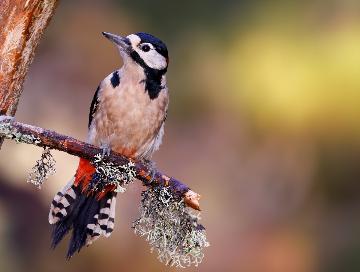The Great Spotted Woodpecker is the most common woodpecker species in Britain. 

They can be heard drumming in woodlands throughout the year, but as we approach spring you are more likely to hear their drumming displays as they look for a mate for the breeding season ahead.