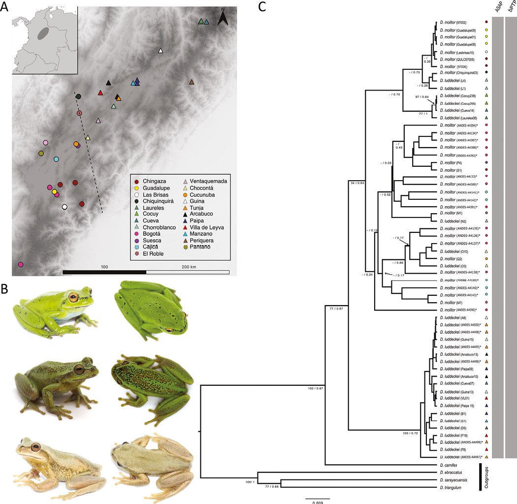 Our #EditorsChoice this month is <a href="/_rache12/">Alexandra Arias</a>'s paper investigating the taxonomic inflation of the high-elevation tree frog, whereby morphometric &amp; genetic analyses suggest D.molitor should be considered a single species! 🐸👇
academic.oup.com/zoolinnean/art…
<a href="/LinneanSociety/">The Linnean Society of London</a> <a href="/OxfordJournals/">Oxford Journals</a>