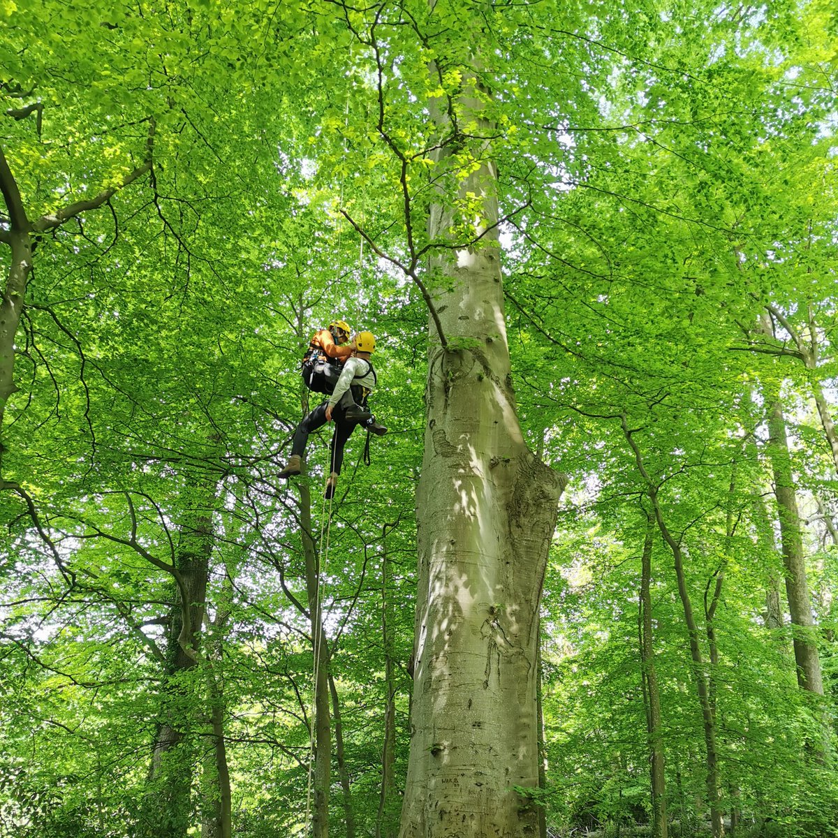 One place left on our #CanopyAccess training course running in Bristol next week (11th to 15th March). This #LANTRA approved course teaches you to select, rig and climb trees using ultra safe rope techniques. It's also a lot of fun! DM for more details🌳👍 #TreeClimbing #BCAP