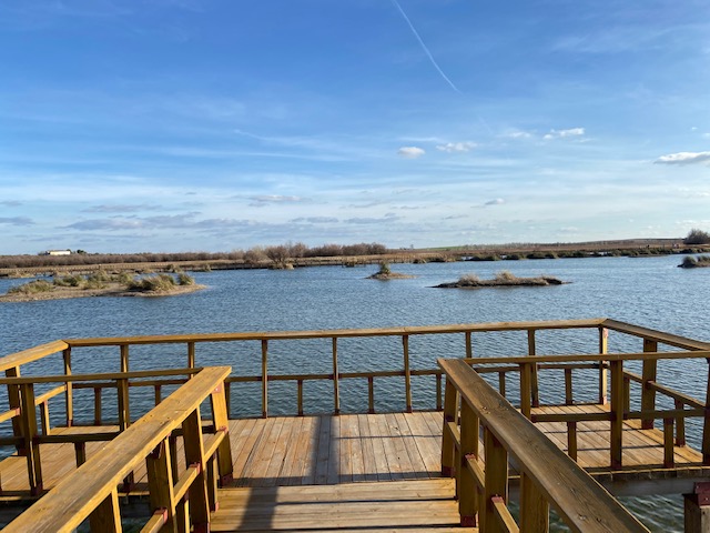 SEO_BirdLife's tweet photo. 🤝 Los avances en el Marco de Actuaciones para las #TablasDeDaimiel son buenas noticias para el #avetoro #AveDelAño, pero sobre todo para la sociedad.
🌾🦆 Recuperar el ecosistema natural y el desarrollo agrario sostenible deben ser las prioridades del @mitecogob y @gobjccm https://t.co/hsNHjJbmMO