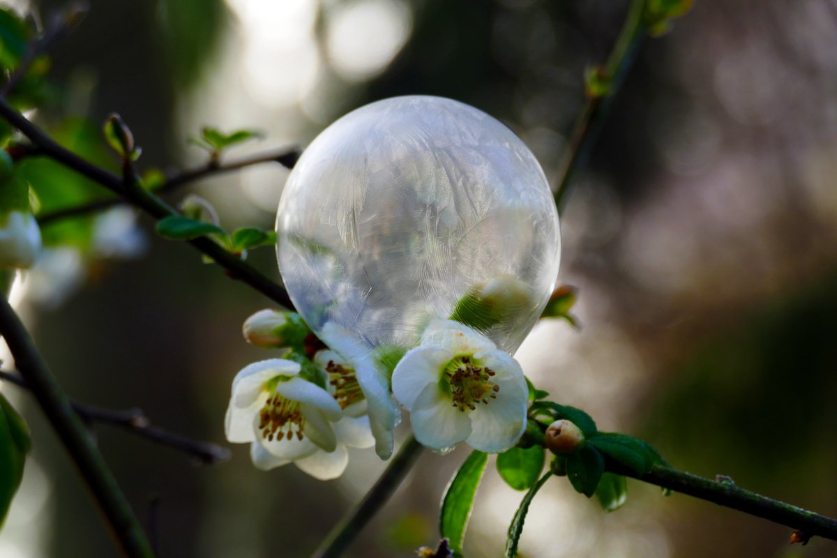 #FrozenBubbles and white #Quince #Flowers from the 4th of March. #FrozenBubble #FrozenBubblePhotography #IceBubbles @StormHour @SnowbieWx
