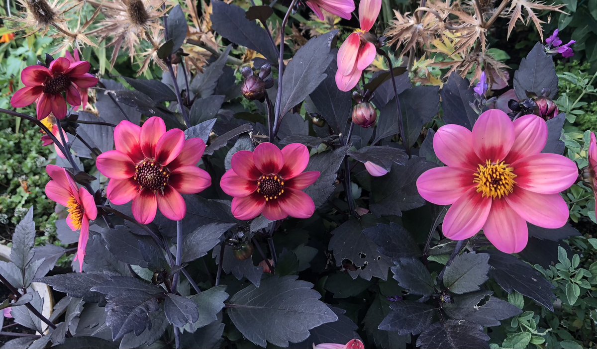 15greenmins's tweet photo. @pvt_ak Not a big fan, I’m afraid. Prefer the single open flower type for the pollinators 🐝 https://t.co/pAQeh92lZ2