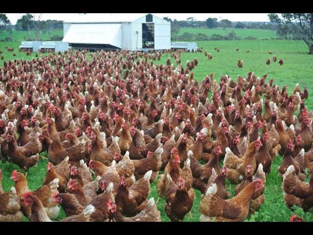 Here’s all my chicken bro’s, time to take the whole world🐔

CLUCK CLUCK CLUCK

#ChickenOnSol
#EveryoneLovesChicken
#ChickenIsEverywhere