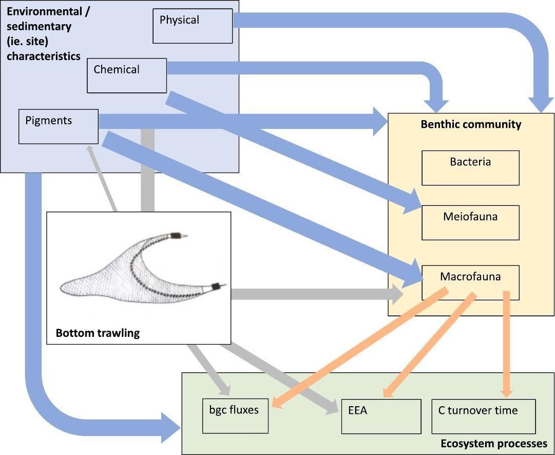 Want to know more about the effects of bottom trawling on bacteria, fauna communities and benthic ecosystem processes? New paper out in @STOTEN_journal by - among others - @cneglecta. doi.org/10.1016/j.scit…