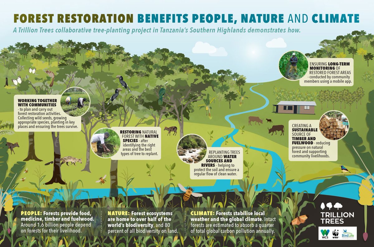 Forest Restoration benefits People, Nature and Climate. 🌎

How? 

- People: Forests provide food, medicine, timber and fuelwood.

- Nature: Forest ecosystems are home to over half of the world's biodiversity.

- Climate: Forests stabilize local weather and the global climate.