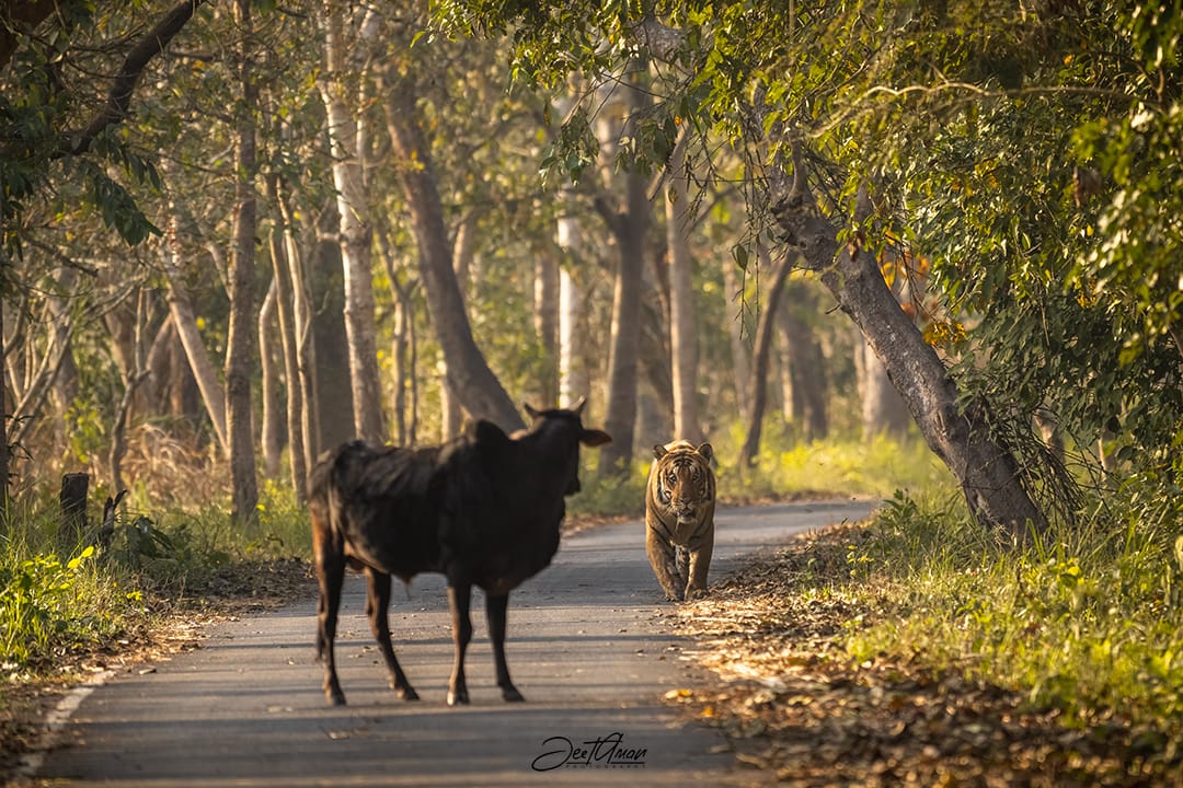 the_hindu's tweet photo. It is a combination of skill and luck that often leads to awe-inspiring #wildlife photographs, something Jeetendra from #Hyderabad experienced when he froze in his camera the moment a magnificent beast brought down a bull in UP’s Pilibhit Tiger Reserve.
https://t.co/lQsgSEN6wX https://t.co/jGaC5LHThG