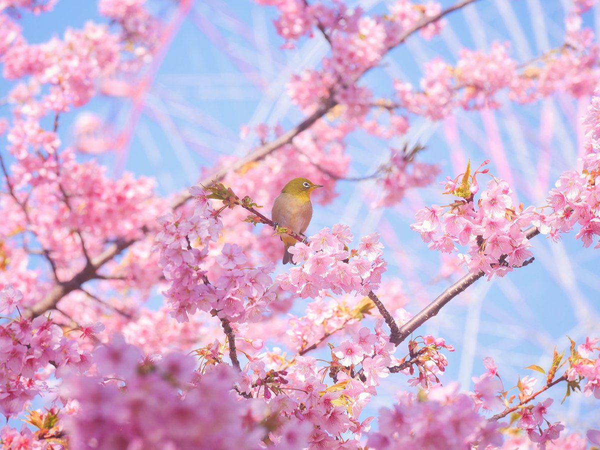 葛西臨海公園🎡河津桜
#桜
#メジロ
#サクジロー
#photography
#lumixg9