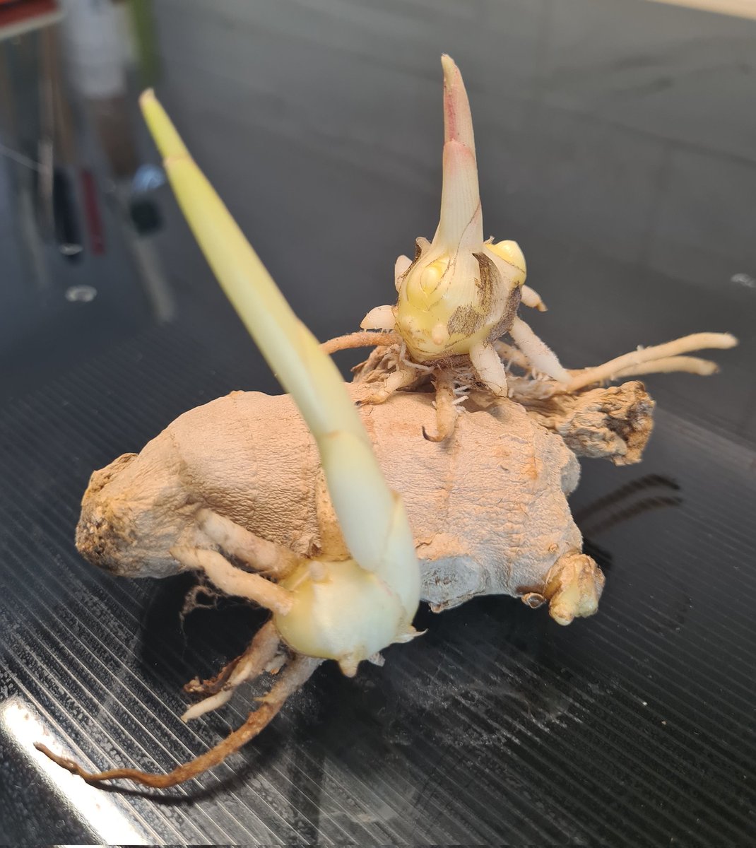 У меня пророс имбирь. Посадить?