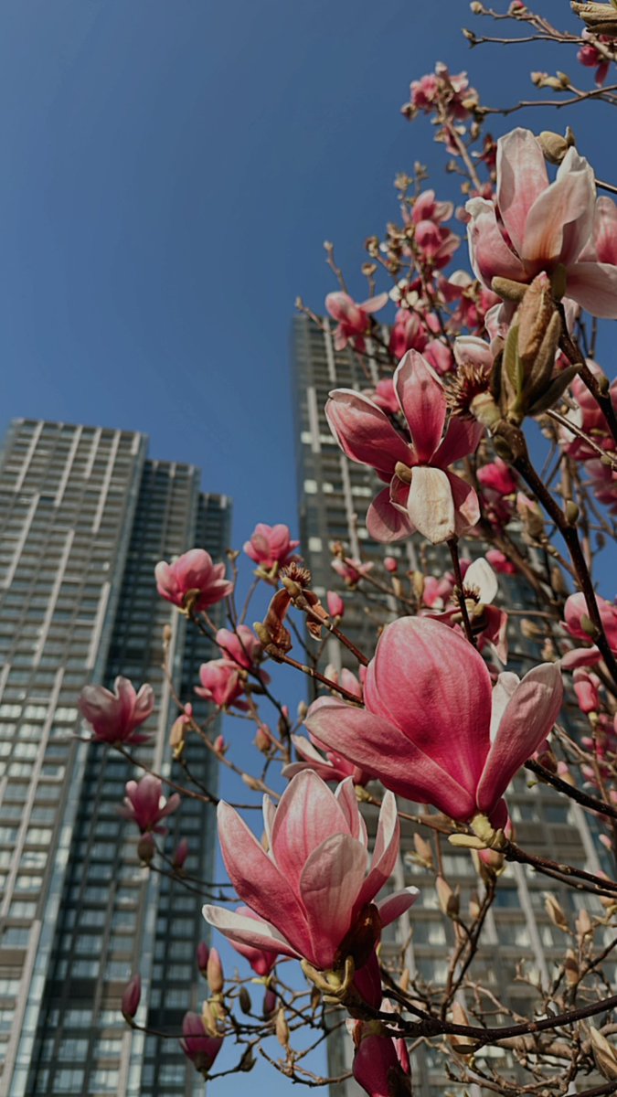 Çiçeklenir insan da..