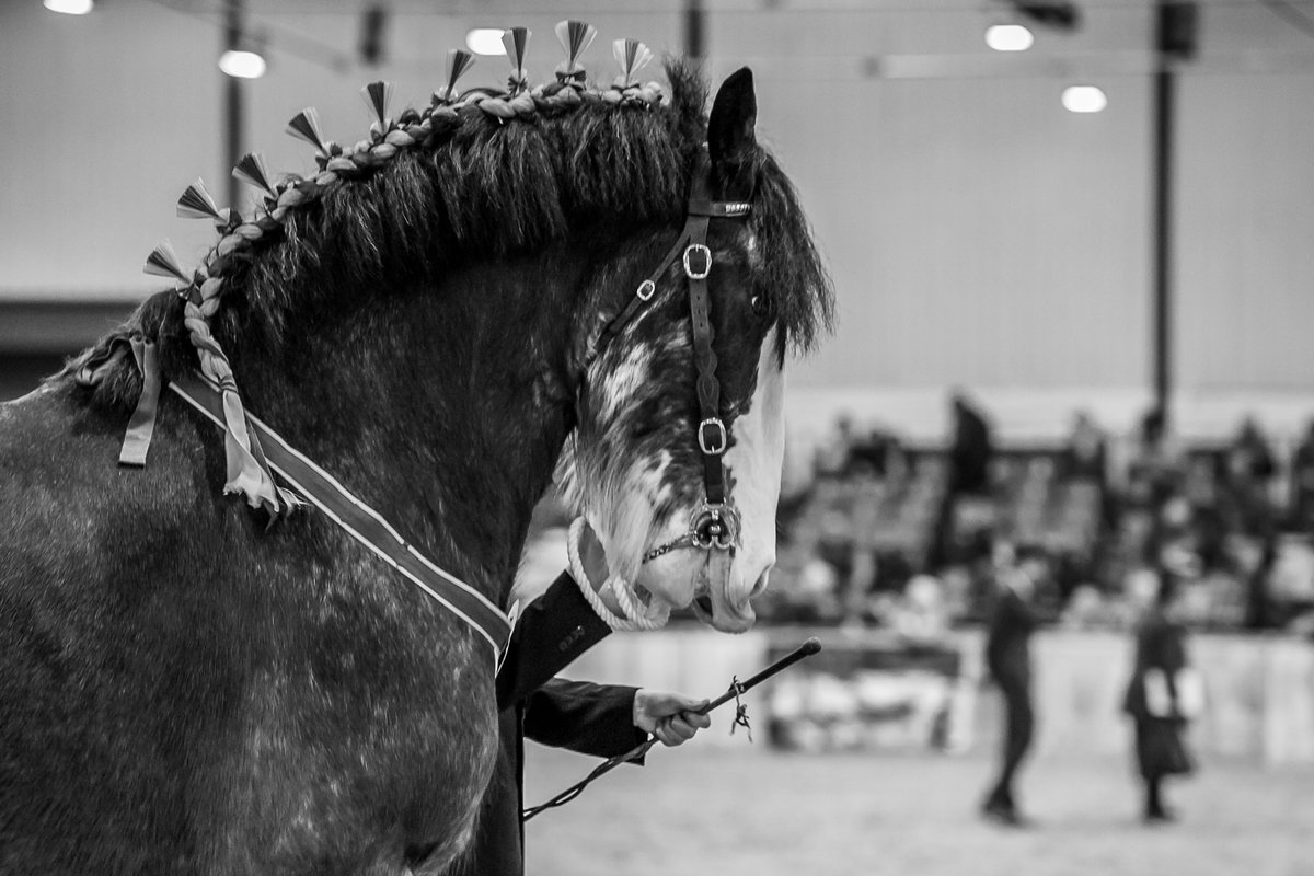 If you missed out on buying advance tickets online to our National Shire Horse Show at Staffordshire Showground taking place today, tomorrow &amp; Sunday, you can buy them on the gate by card or cash. Classes start 8.30am today &amp; tomorrow, &amp; 8am on Sunday.
Pic Paul Milgate-Scarrott
