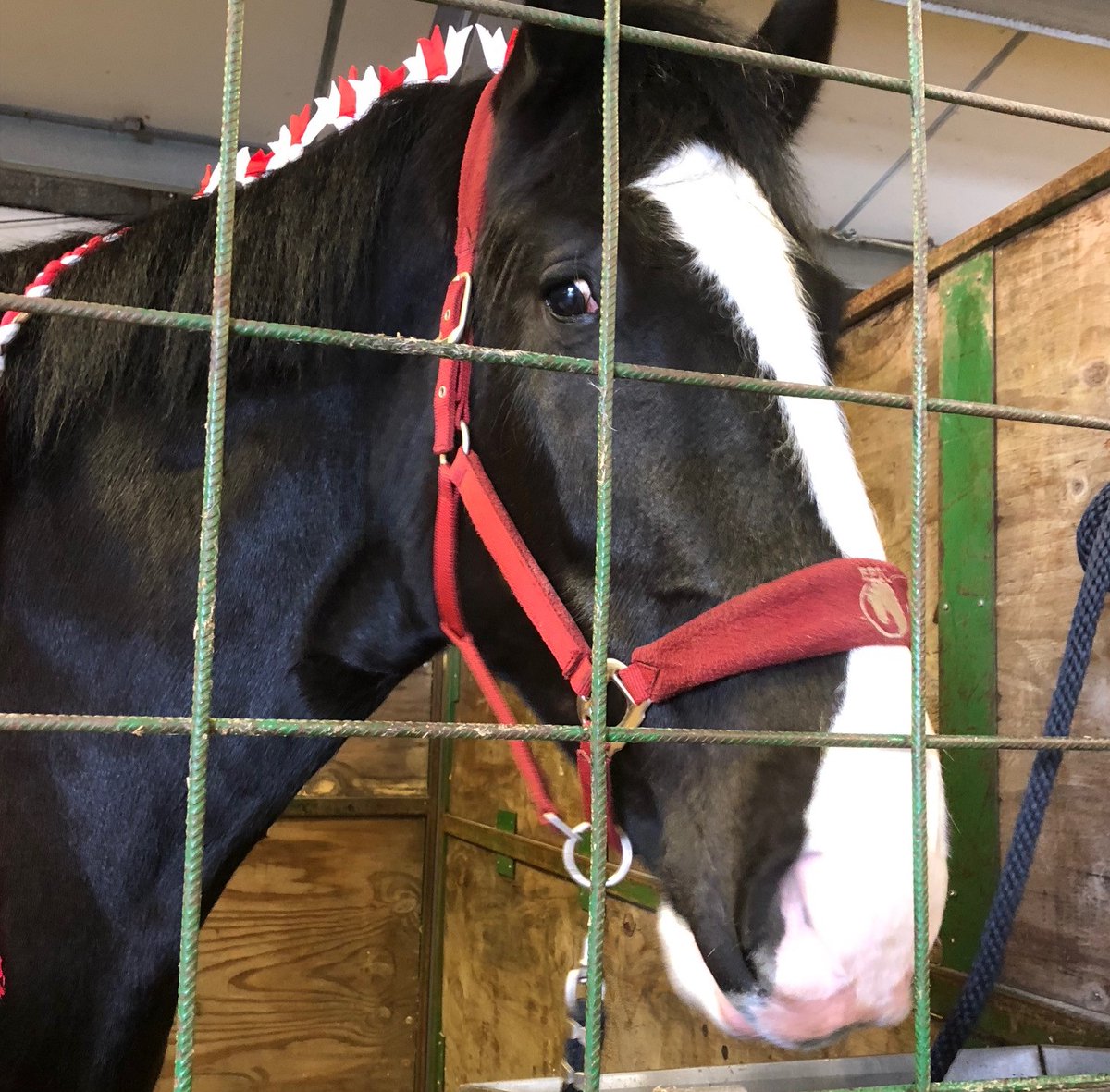 Shire Horse Society (@saveourshires) on Twitter photo Behind-the-scenes stable tours are being held on Saturday & Sunday at our National Show at Staffordshire Showground at 10.30am, 11.15am, 1.30pm and 2.15pm. Prices are £5 for over 12s, £3.50 for 5 to 12s. Reserve space at the <a href="/saveourshires/">Shire Horse Society</a> stand on the day. Behind-the-scenes stable tours are being held on Saturday & Sunday at our National Show at Staffordshire Showground at 10.30am, 11.15am, 1.30pm and 2.15pm. Prices are £5 for over 12s, £3.50 for 5 to 12s. Reserve space at the <a href="/saveourshires/">Shire Horse Society</a> stand on the day.