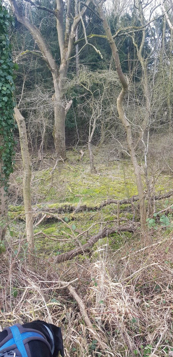 Yesterday I had a lovely walk along the Spa Trail which is also part of the Viking Way. There are metal sculptures and information boards. The trail runs along the route of the old railway line from #Horncastle to #WoodhallSpa #VisitLincolnshire #VikingWay